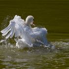 Der übermütige Schwan