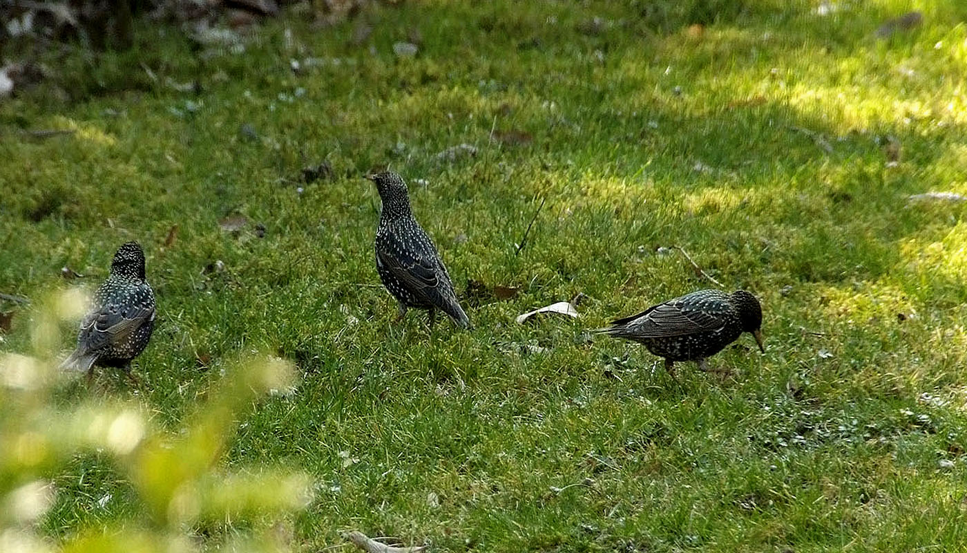 Der überraschende Besuch kam so überraschend ...