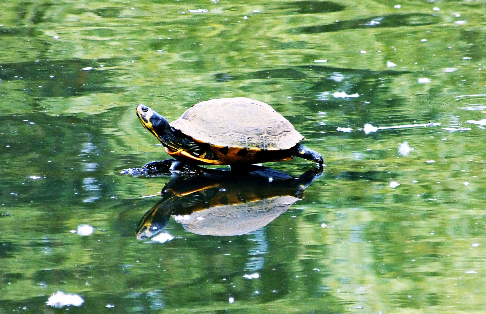 Der übers Wasser ging