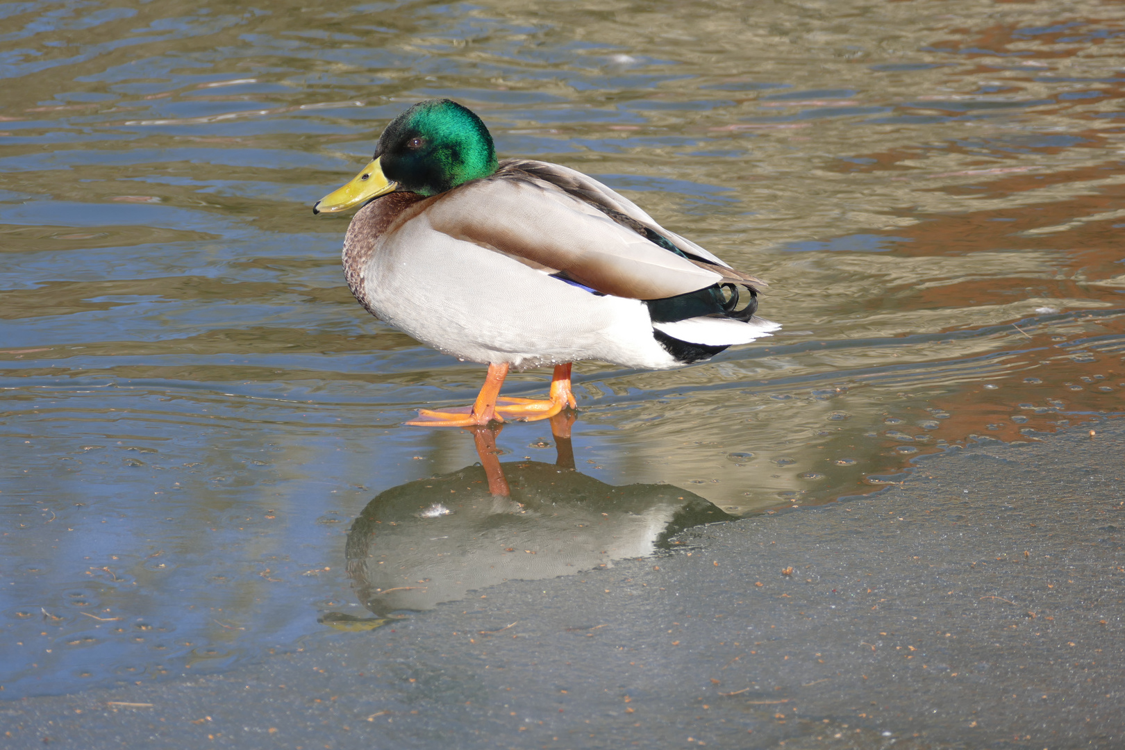 Der über's Wasser ging.