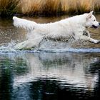 ...der über´s Wasser läuft