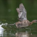 Der übers Wasser läuft....