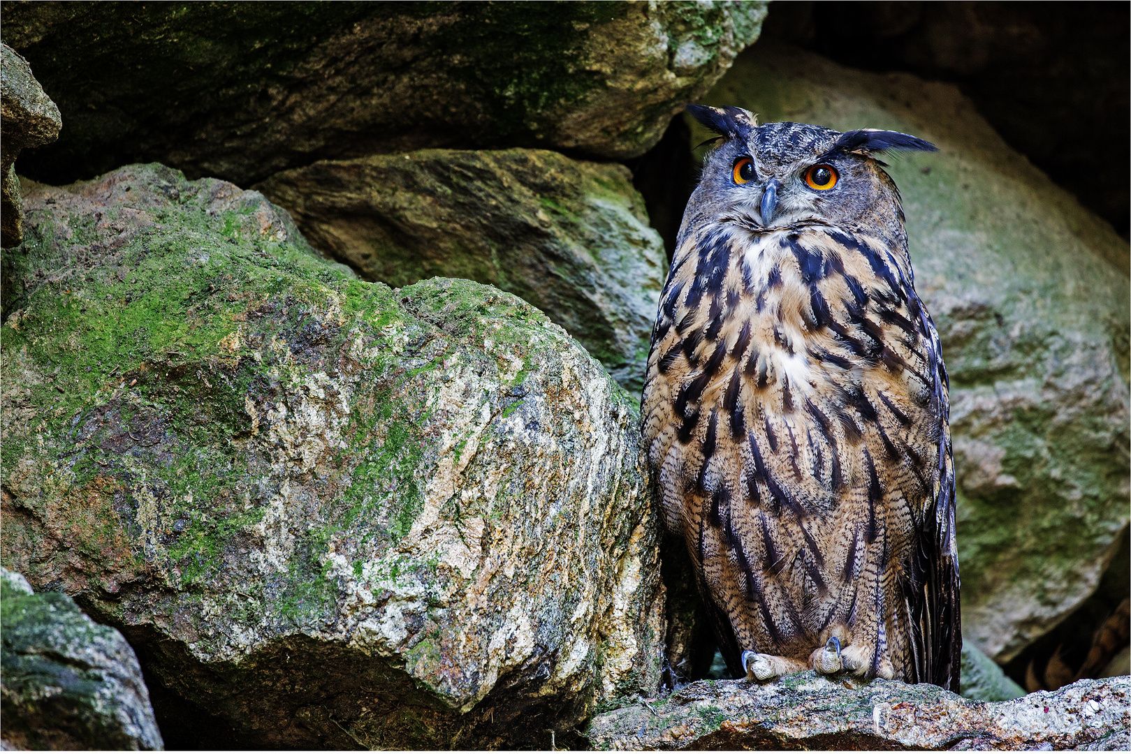 Der UHU Foto & Bild tiere, zoo, wildpark & falknerei, vögel Bilder