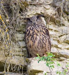 Der Uhu-Altvogel