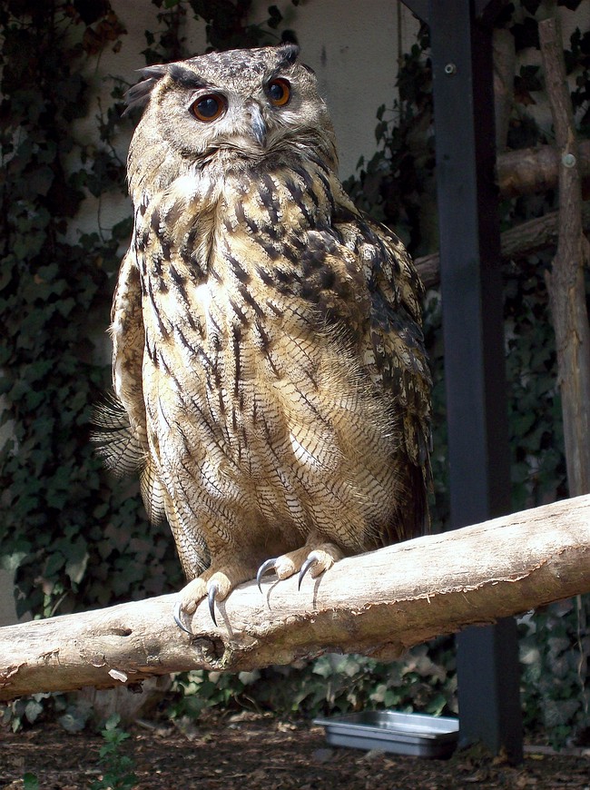 Der Uhu aus dem Saarbrücker Zoo