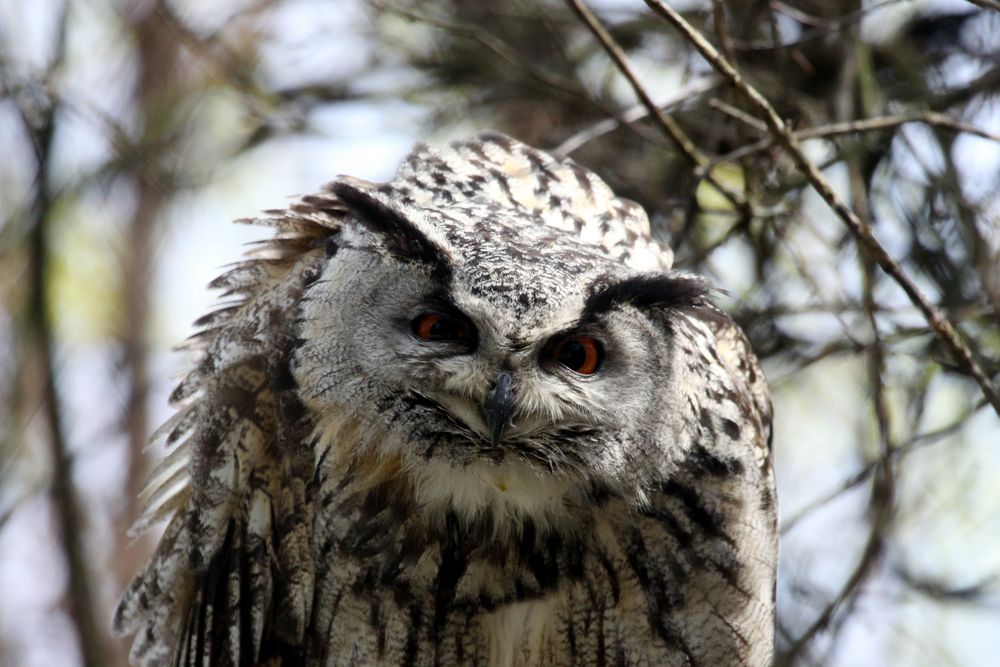 Der Uhu (Bubo bubo) 002 im Tierpark Lange Erlen, Basel (CH) erkannt