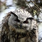 Der Uhu (Bubo bubo) 002 im Tierpark Lange Erlen, Basel (CH) erkannt