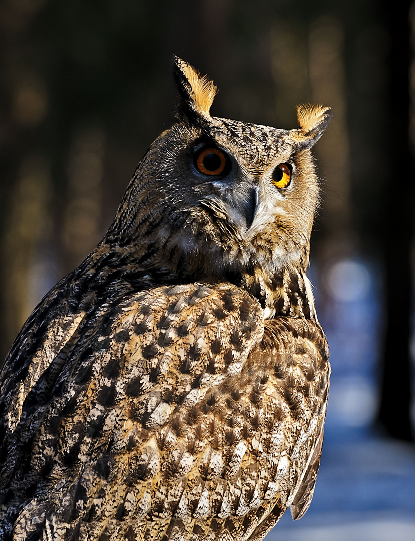 Der Uhu — Bubo bubo