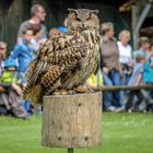   Der Uhu  (Bubo bubo)