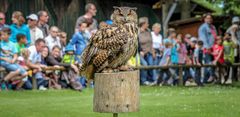   Der Uhu  (Bubo bubo)