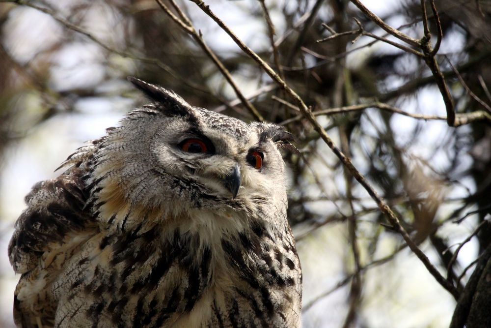 Der Uhu (Bubo bubo) im Tierpark Lange Erlen, Basel (CH)