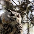 Der Uhu (Bubo bubo) im Tierpark Lange Erlen, Basel (CH)