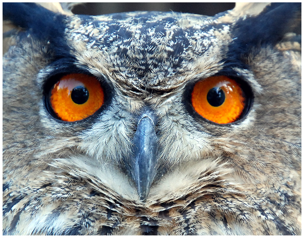 Der Uhu die größte Eule Mitteleuropas Foto & Bild tiere, wildlife, wild lebende vögel Bilder Der Uhu die größte Eule Mitteleuropas Foto & Bild tiere, wildlife, wild lebende vögel Bilder