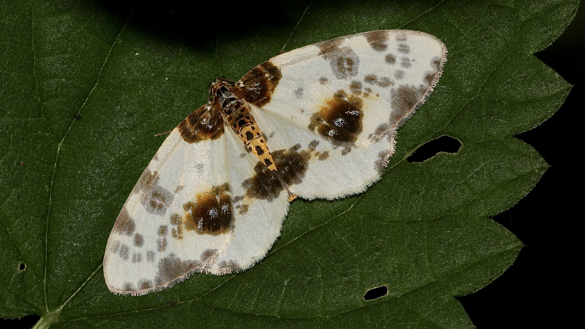 Der Ulmen-Harlekin (Abraxas sylvatica), ...