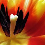 Der ultimative Tulipblick