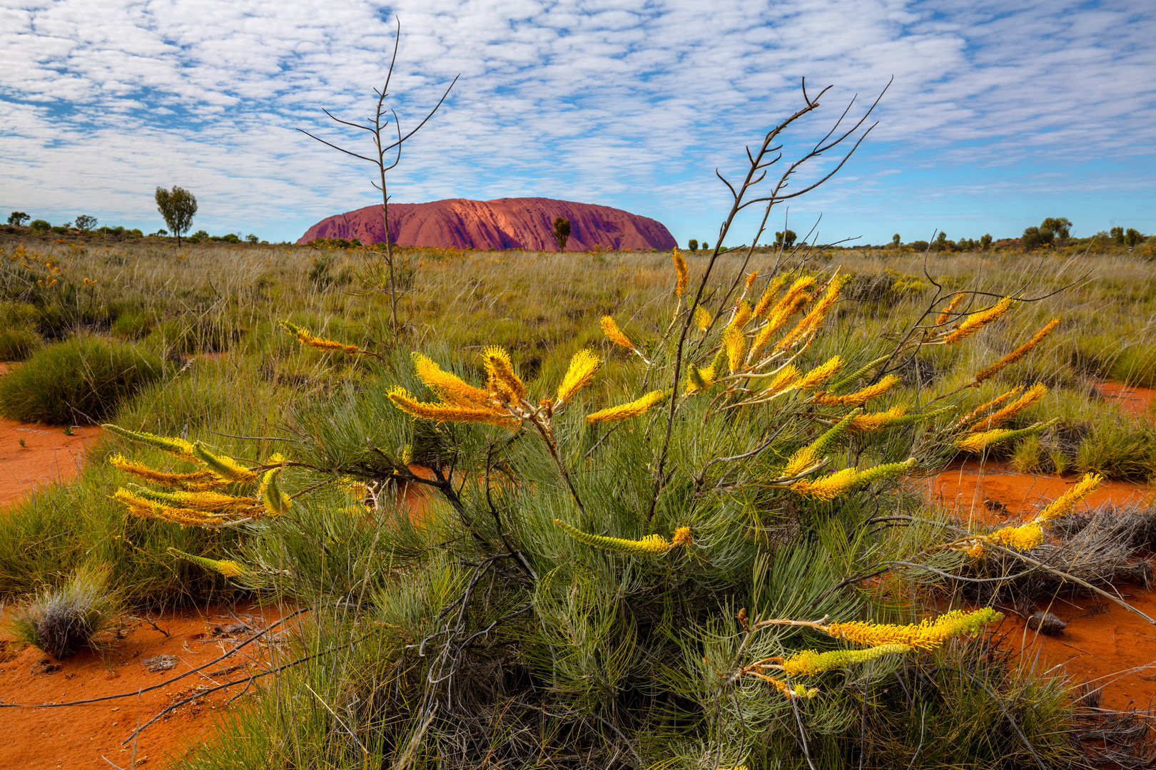 Der Uluru...