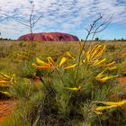 Der Uluru...