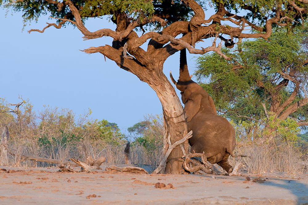 der um den Baum tanzt