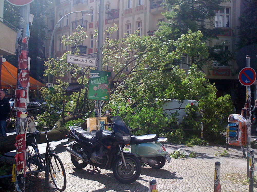 Der umgefallene Baum in Berlin-Friedrichshain.