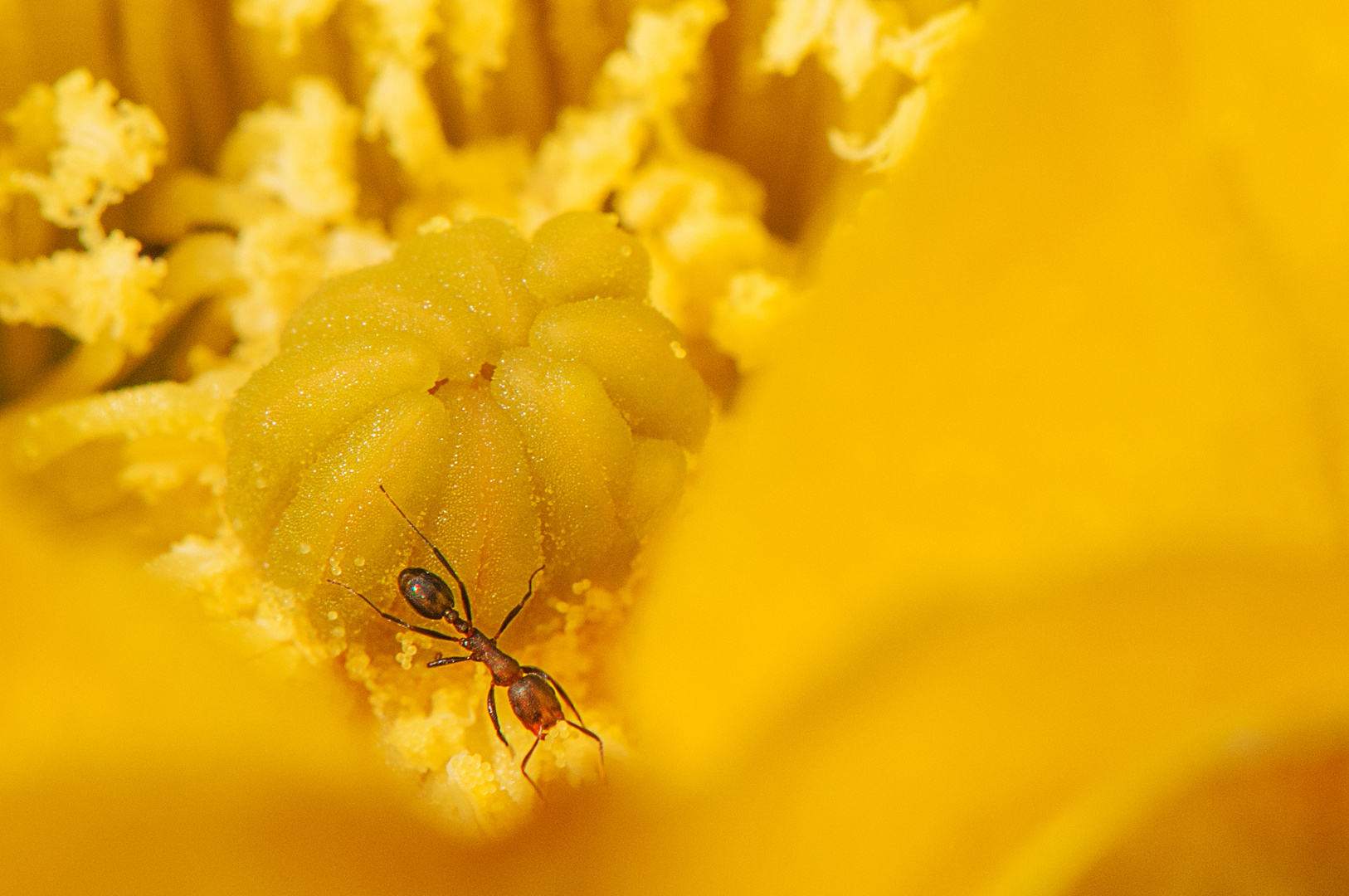 Der unbekannte Besucher im Kelch der Kaktusblüte