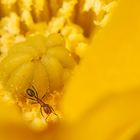 Der unbekannte Besucher im Kelch der Kaktusblüte