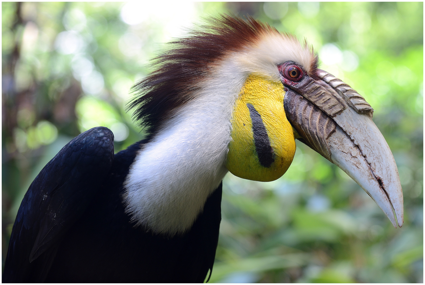 Der Unbekannte Vogel......nicht mehr.Es ist ein Furchenhornvogel männchen.