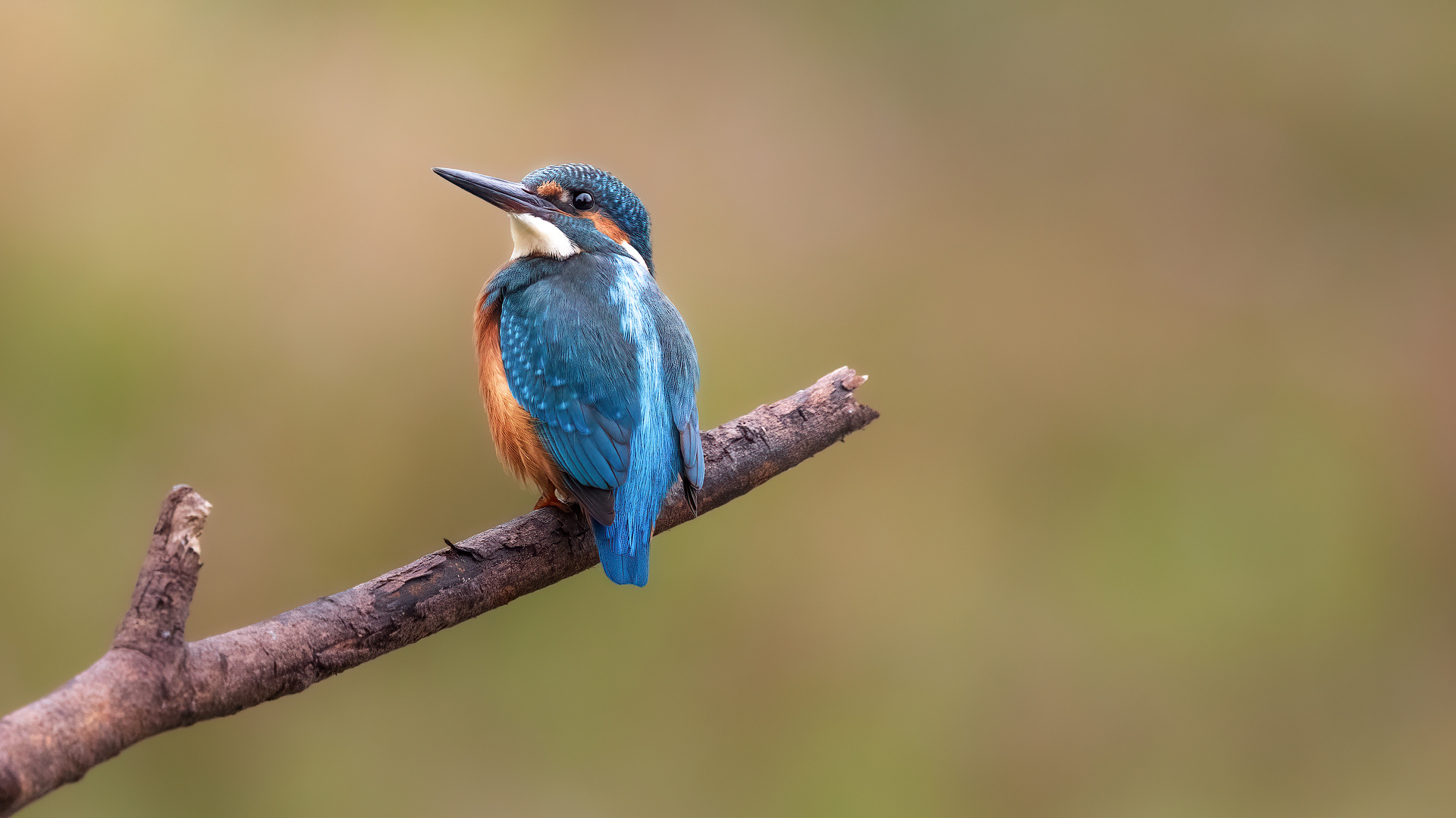 __der unbeliebte votingvogel__