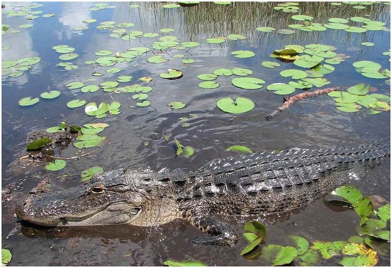 Der uneingeschränkte Herrscher der Everglades