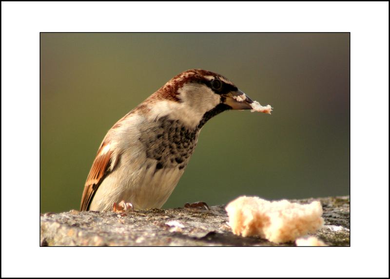 Der unersättliche Spatz