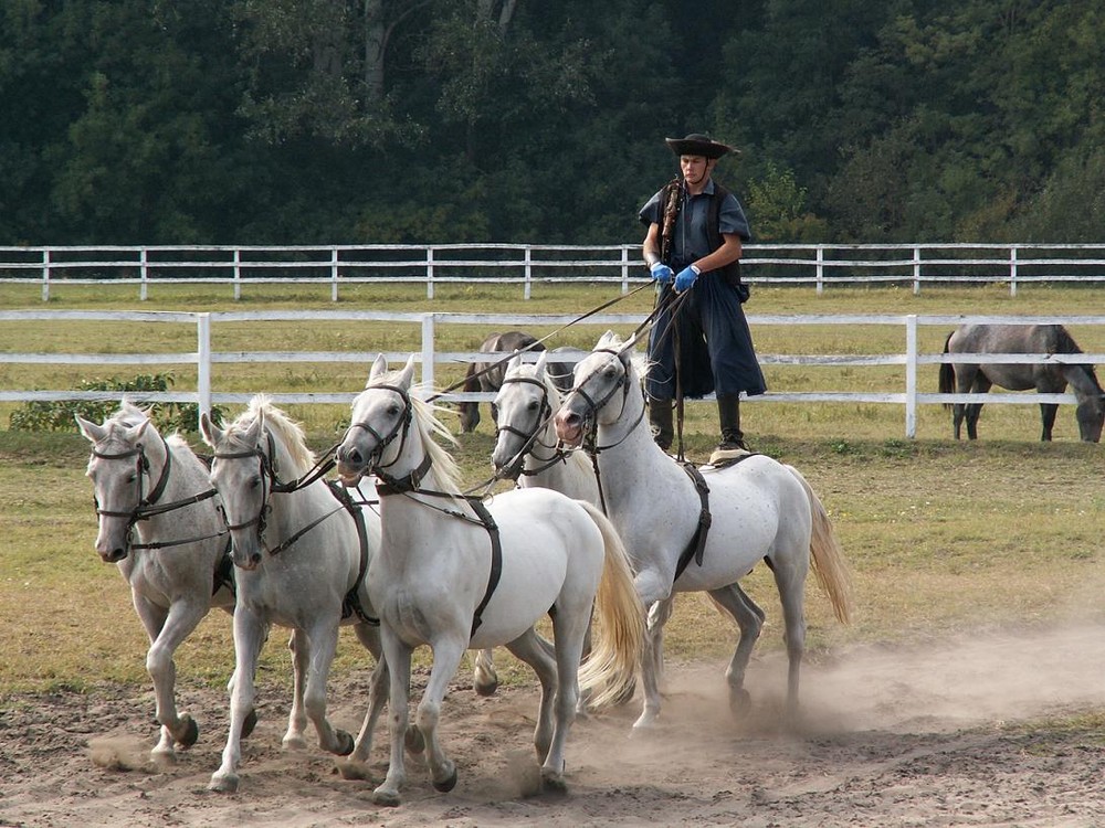 Der ungarische Cowboy