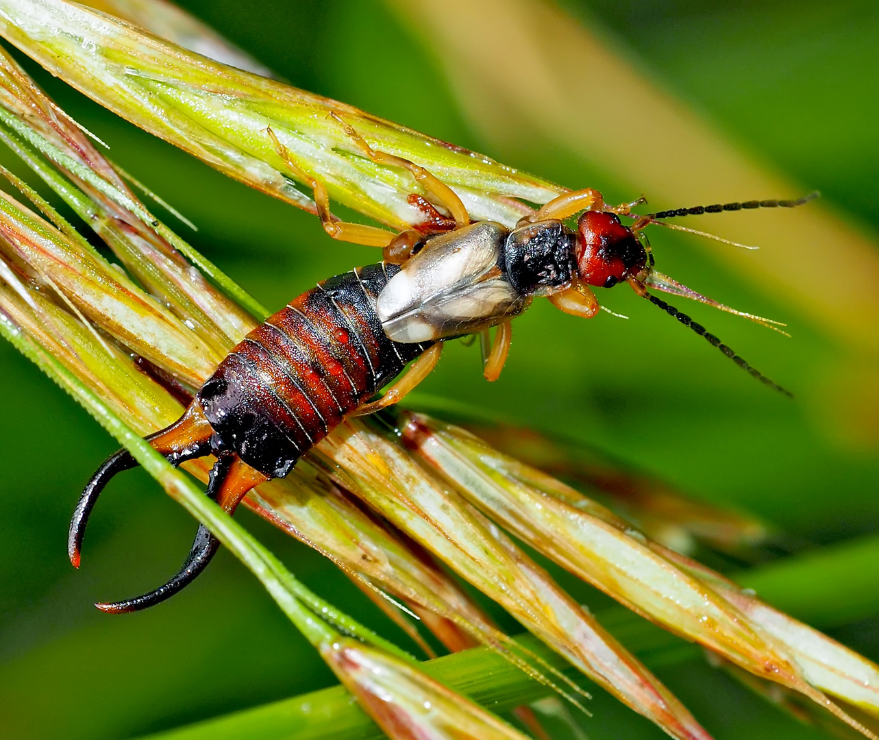 Der ungeliebte Ohrwurm (Forficula auricularia)!