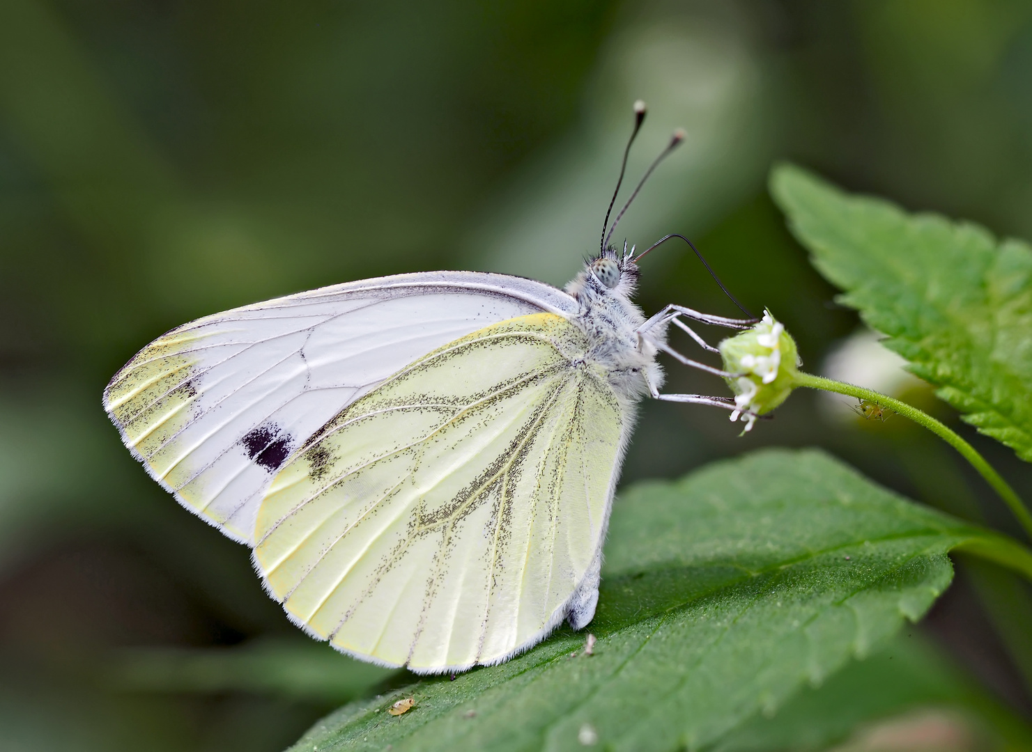 Der ungeliebte Rapsweissling (Pieris napi) * - La mal-aimée...