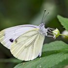 Der ungeliebte Rapsweissling (Pieris napi) * - La mal-aimée...