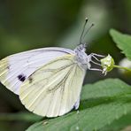 Der ungeliebte Rapsweissling (Pieris napi) * - La mal-aimée...