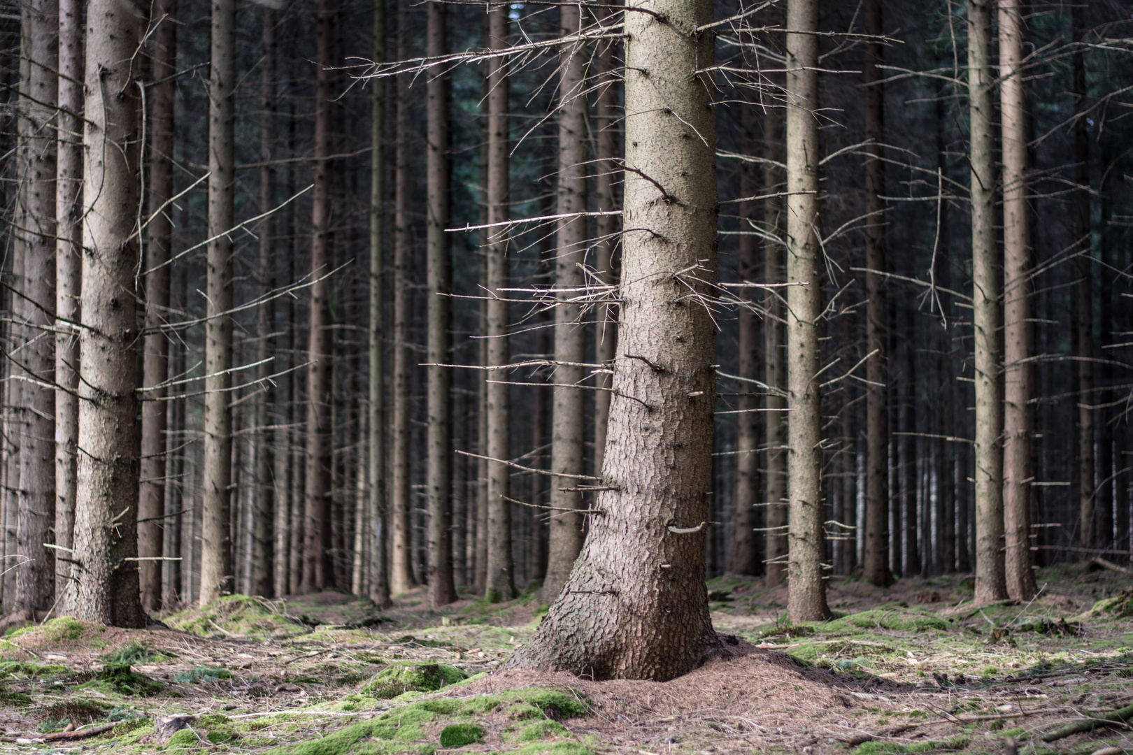 Der Unheimliche Wald Foto Bild Wald Outdoor Baume Bilder Auf Fotocommunity