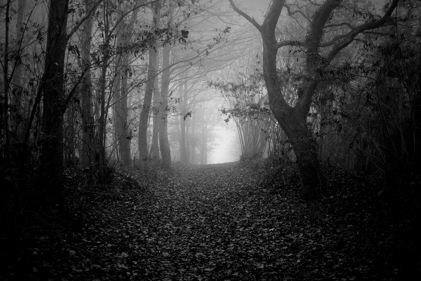 Der Unheimliche Wald Foto Bild Monatswettbewerbe Spezial 12 Dezember Marchen Archiv Monatsthema 11 Bilder Auf Fotocommunity
