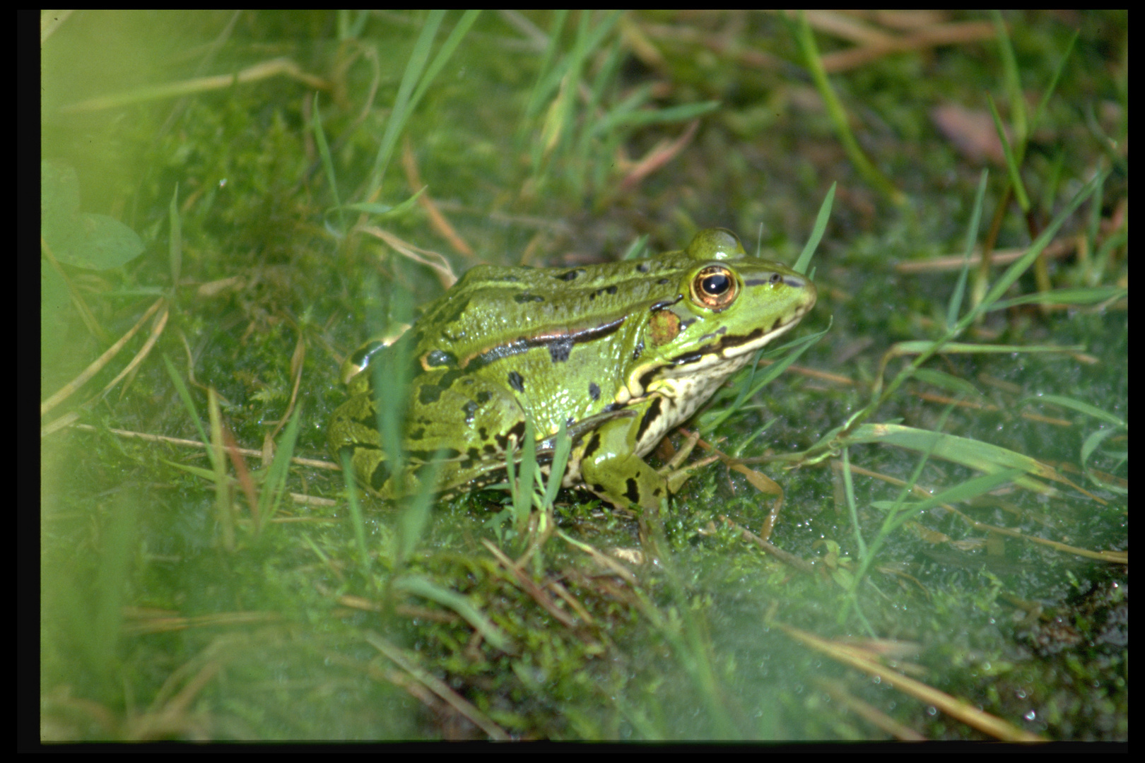 Der unsichtbare Frosch