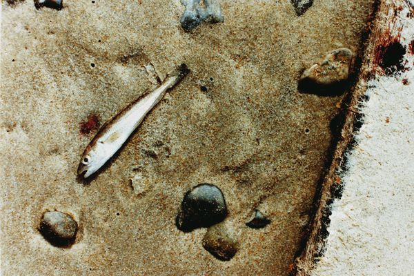 Der Unsichtbare vor seinem Abendessen