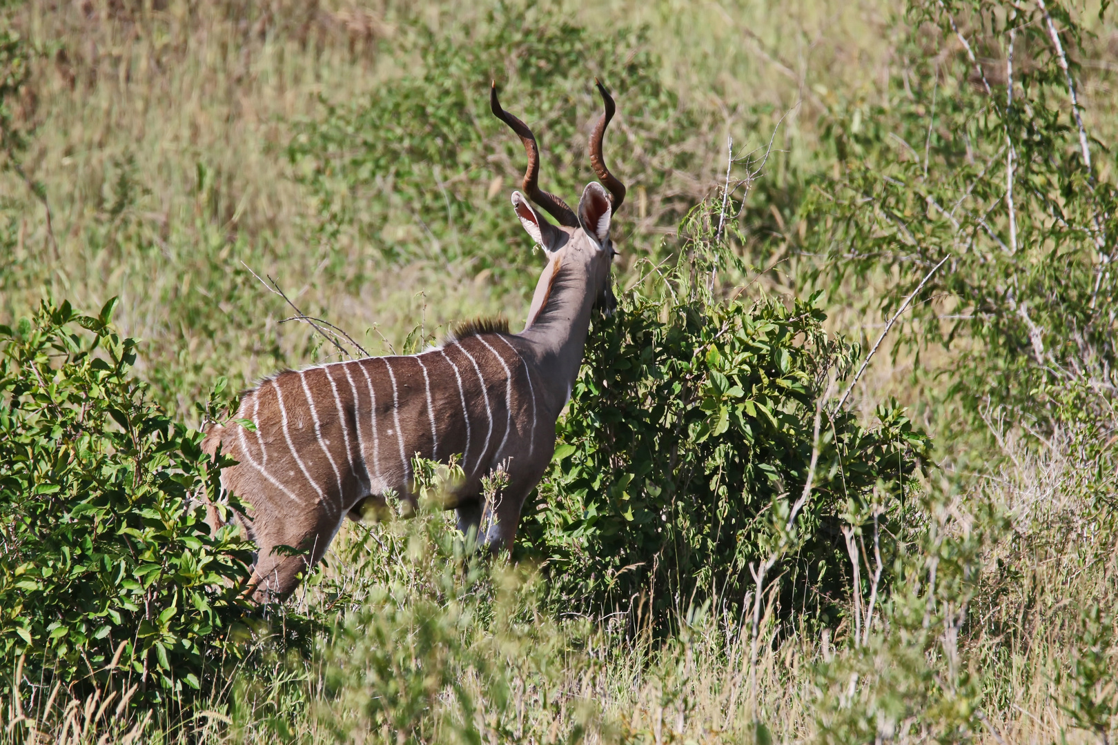 Der Unterschied der Kudu-Arten