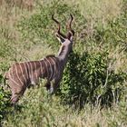 Der Unterschied der Kudu-Arten