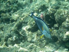 Der Unterwasserflieger Hurghada-Ägypten