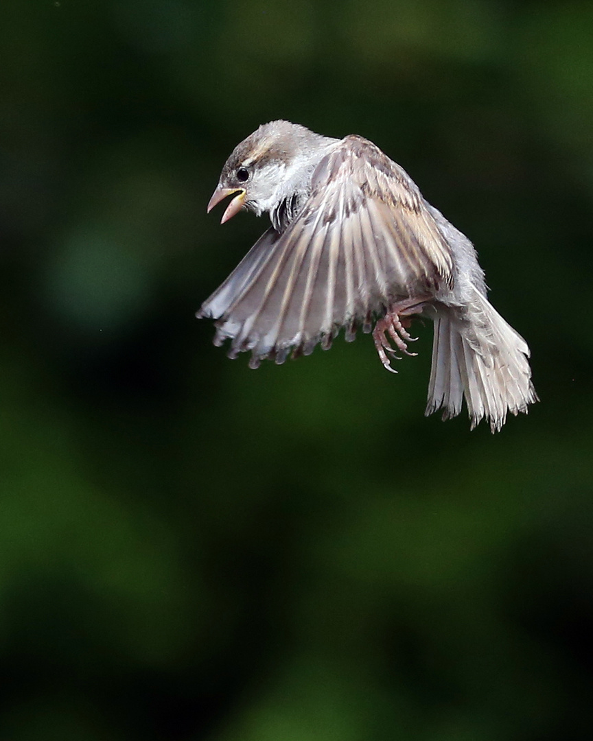 Der Ur-Vogel ist aufgetau(ch)t