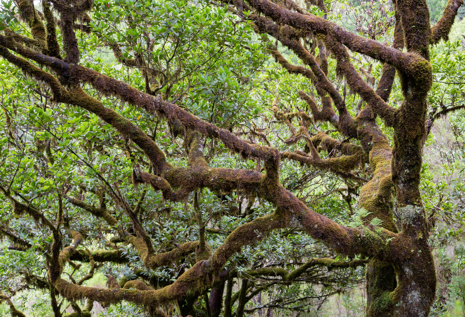 Der uralte Baum