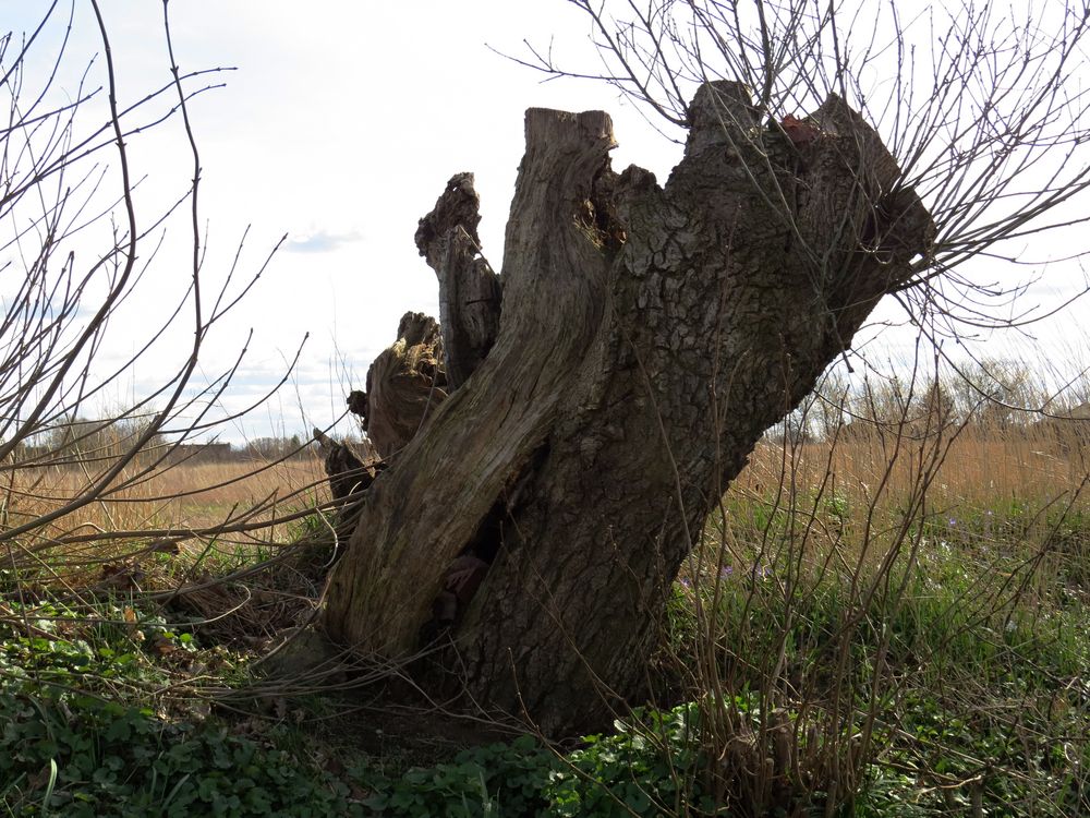 Der uralte Baum