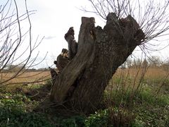 Der uralte Baum