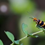 Der Urfalter*: Mondanbeter aus einer anderen Welt! - Micropteryx: papillon primitif...