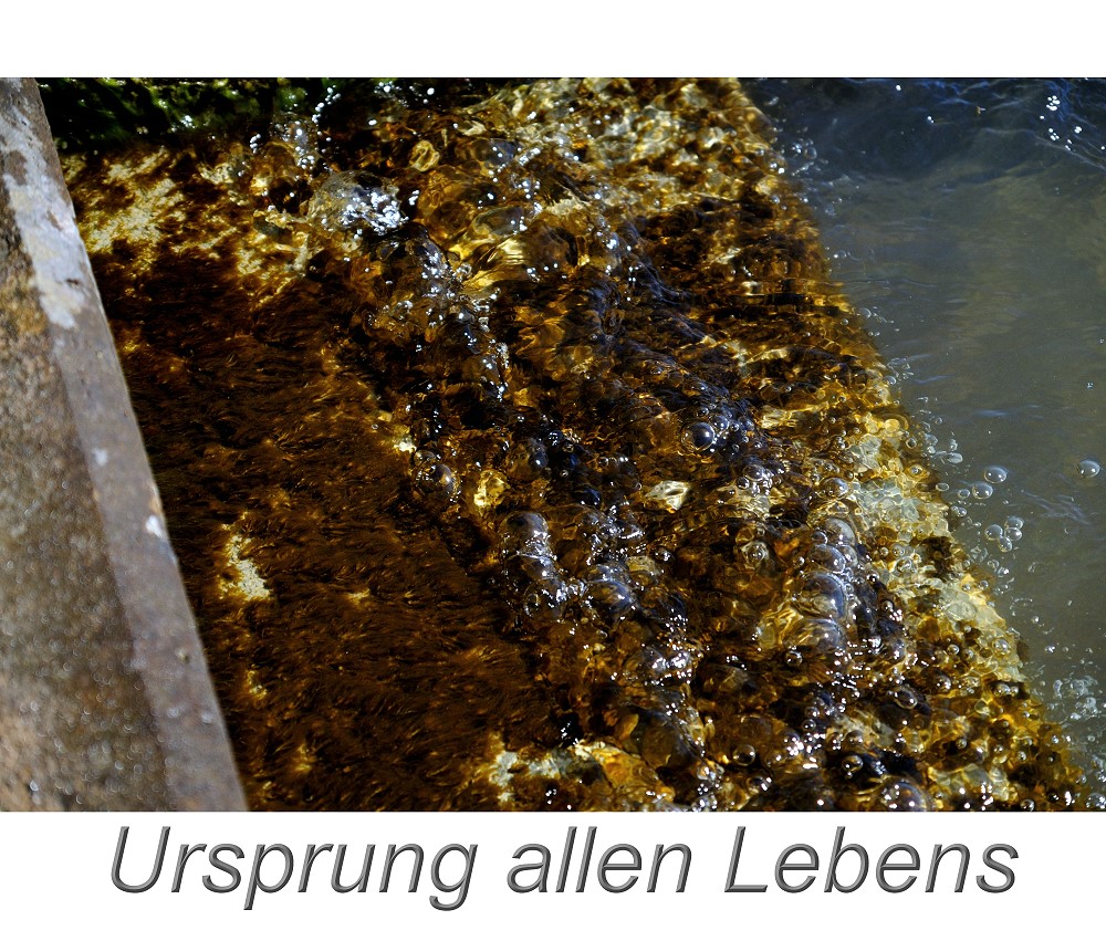 der ursprung jedes lebens