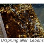 der ursprung jedes lebens