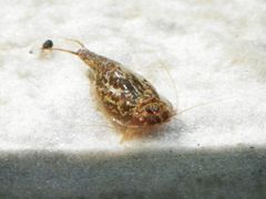 Der Urzeitkrebs (Triops sp.) auf Futtersuche im Aquarium