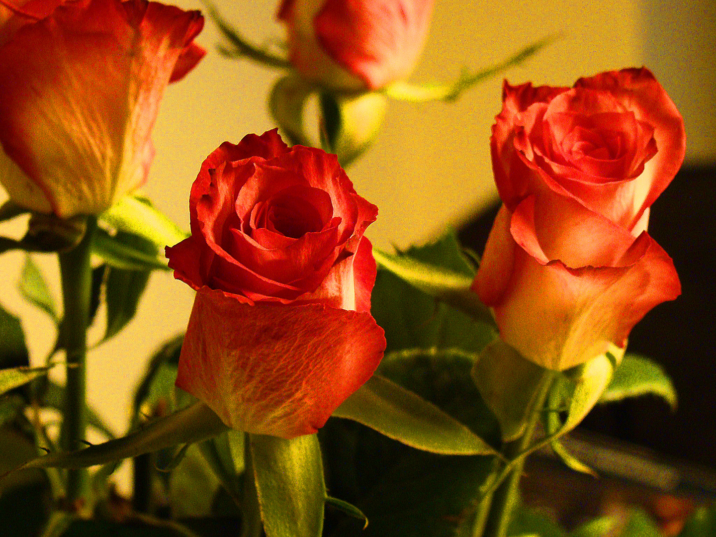 Der valentinstag naht - schenkt blumen euren liebsten!